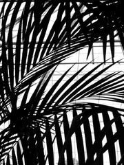 silhouette black palm leaf