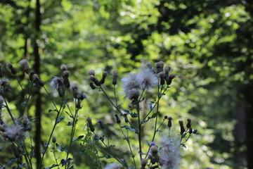 Blüten