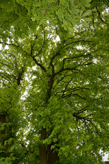 green tree in the forest  bright green trees crown bottom view chestnut