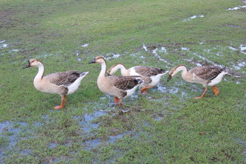 ducks on green grass