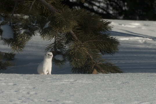 The stoat (Mustela erminea), during the winter in Sarikamis Turkey.
