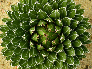 Agave victoriae reginae, cactus texture