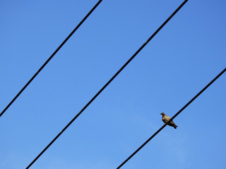 pigeon on electric wire with blue sky background