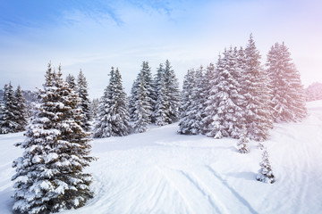 Obraz premium Winter fir and pine forest covered with snow after strong snowfall on sunny frosty day