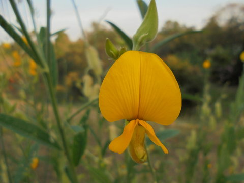 yellow flowers in field