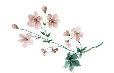 Flowers watercolor illustration.Manual composition.Big Set watercolor elements.