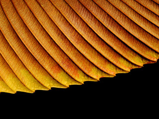 dry brown leaves of Elephant apple (Dillenia indica) on black background