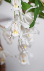 Flowers of Coelogyne cristata orchid