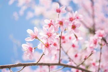 Obraz premium pink sakura flower on nature background