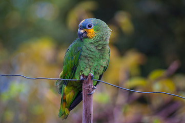 domesticated colorful brazilian parrot on wire