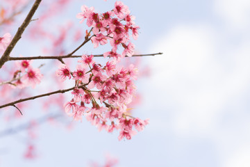 pink sakura flower on nature background