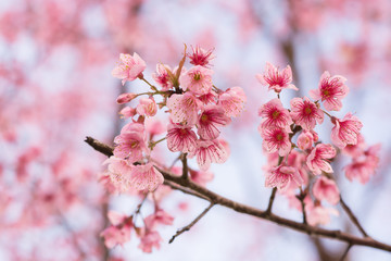 pink sakura flower on nature background