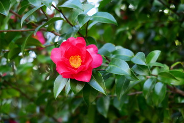公園に咲く冬の山茶花