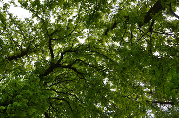  bright foliage chestnut tree crowns in the forest