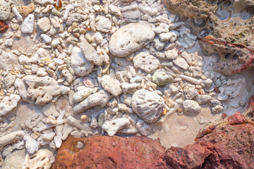 petrified corals by the sea