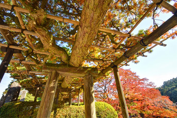 善峯寺の遊龍の松