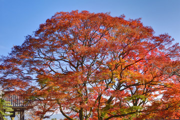 善峯寺の紅葉