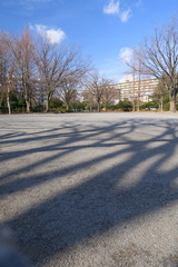 冬の欅のある郊外の公園風景