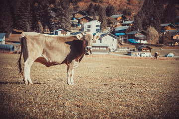 Cow in the field