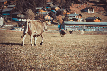 Cow in the field