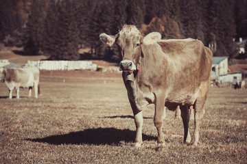 Cow in the field