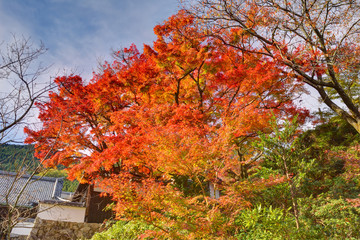 善峯寺の紅葉