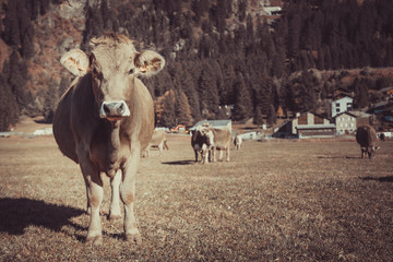 Cow in the field