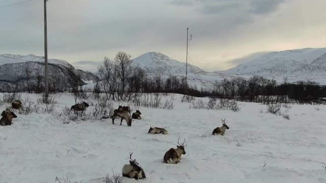 Aerial view of of reindeers in Tromso region, Northern Norway, Arctic
