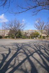 冬の欅のある公園風景