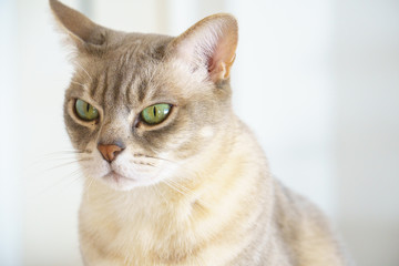 Australian Mist cat face