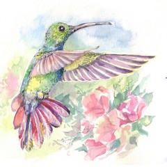Hummingbird bird over flowers watercolor drawing
