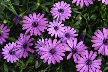 Purple flower in the garden, Osteospermum ecklonis