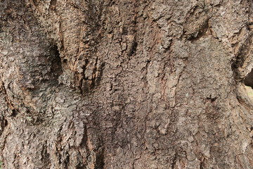 桜の古木の幹