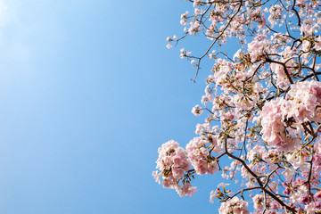 Purple, pink, red, cosmos flowers in the garden with blue sky and clouds background