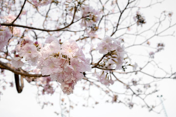 Beautiful pink flower on the tree in Spring season 