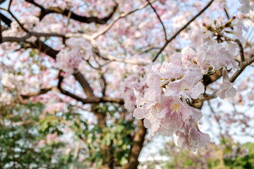 Beautiful pink flower on the tree in Spring season 