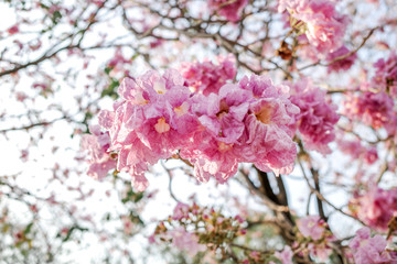 Fototapeta na wymiar Beautiful pink flower on the tree in Spring season 