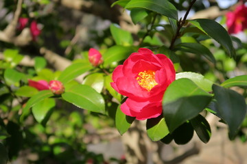 木漏れ日の中の山茶花