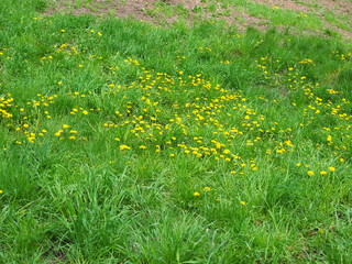 Green grass with small yellow flowers in view from above