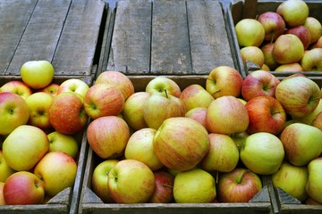 Fresh red and yellow apples at a farmers market in the fall