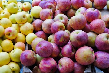Fresh red and yellow apples at a farmers market in the fall