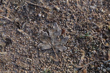 The old leaf lies on the frozen ground