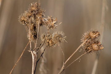 dry plant the thistles in shades of brown
