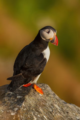 Atlantic Puffin - Fratercula arctica, beautiful colorful sea bird fishing in Atlantic ocean, Runde island, Norway