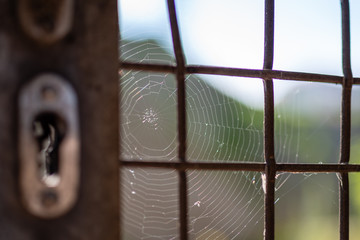 The Spider web at the gate