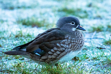 Female mandarin duck