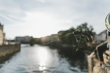 The Spider web in the sun II