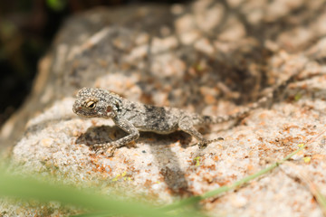 exotic gecko warming up on a sunny day