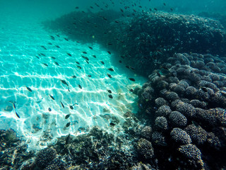 Fonds sous-marins à Oman