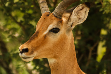 close-up of majestic impala antilope watching not to get eaten